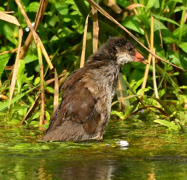 Giovane gallinella al bagno